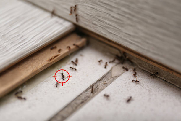 Best Ant Control Services  in Berkeley, IL
